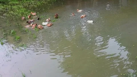 Duck Swimming in Pond, Flock of Ducks in Water, Bangladeshi Village Ducks 動画素材 315175953