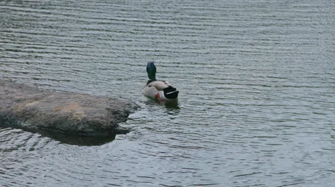 Duck swimming in a pond Stock Footage 59821073