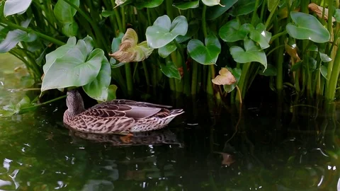 Duck swimming in the pond Stock Footage 84061053