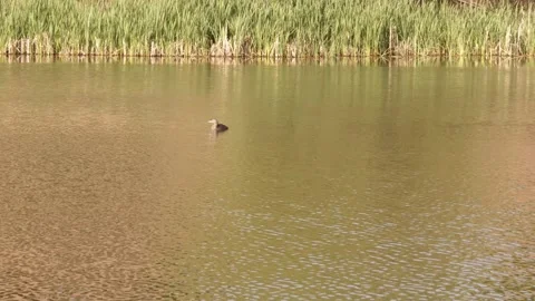A Duck Swimming In a Pond Stock-Footage 276597351