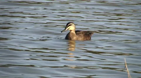 Duck Swimming in the River 動画素材 10610231