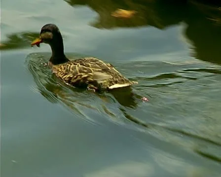 Duck swimming in a river. Stock Footage 10715061
