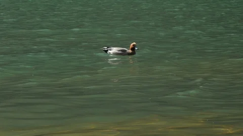 Duck swimming in river Stock Footage 87929458