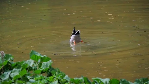 Duck swimming in the river Stock Footage 89933073