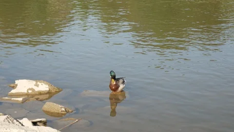 Duck swimming in the river 動画素材 90519367