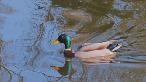Duck swimming in river Stock Footage 130710579