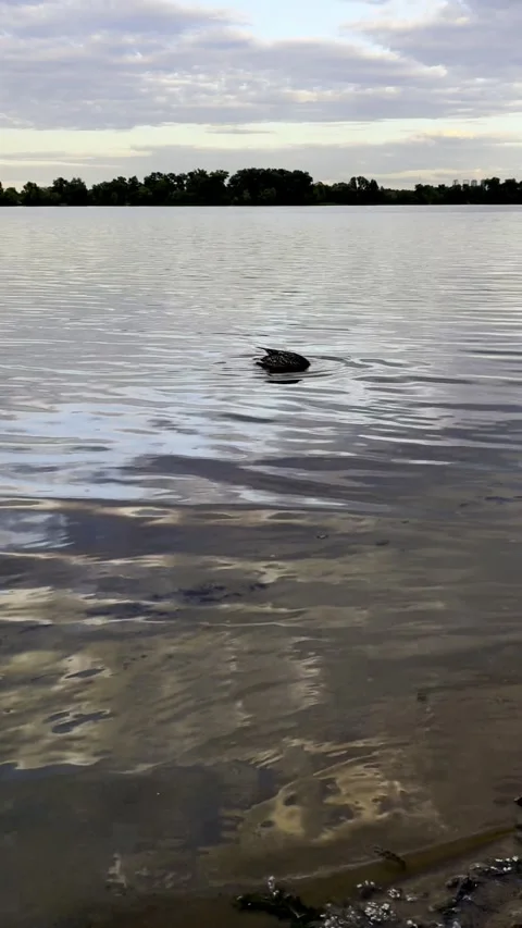 A duck is swimming in the river Stock Footage 310330161