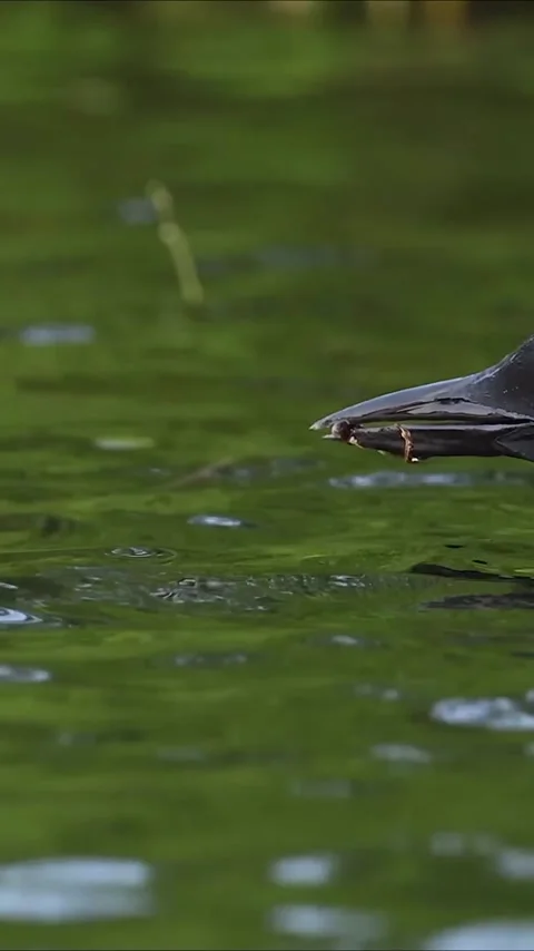 A duck is swimming in the river Stock Footage 319384183