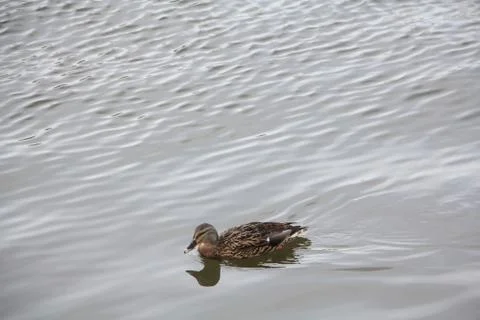 Duck swimming on the river Stock Photos