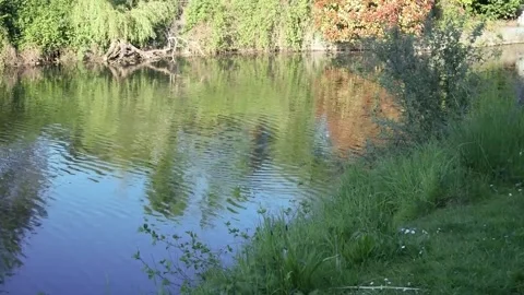 Duck swimming in the river on a spring day. Stock Footage 310576503