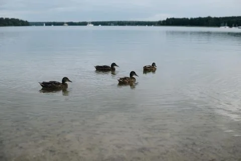 Duck swimming on a shallow water Foto stock