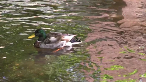 Duck swimming in the stream Stock Footage 38537039