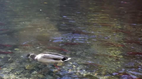 Duck Swimming In Stream With Salmon Spawning Stock Footage 21699855