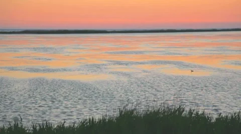 Duck swimming in the  at sunset Stock-Footage 8366126