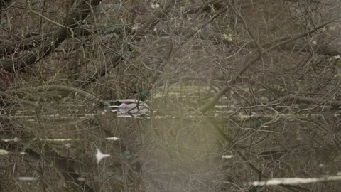Duck Swimming Through Overhanging Branches 4K 60p Stock Footage 334222323
