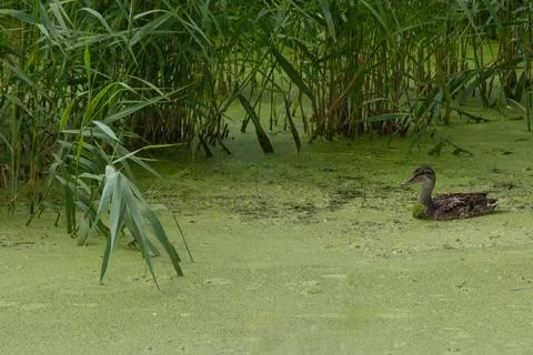 Duck swimming through thick algae covered swamp Stock Photos