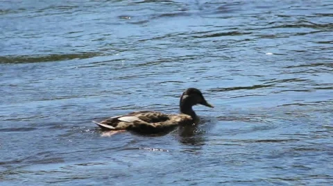 Duck Swimming Upriver Stock Footage 52788079