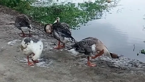 Duck Swimming Video. Stock Footage 145322053