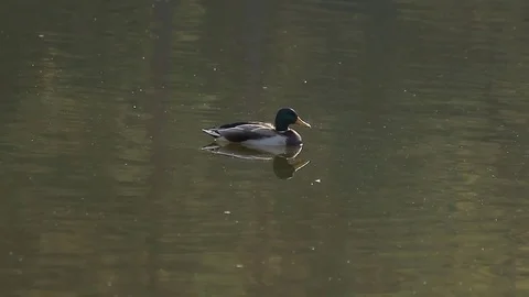 A duck swimming on water Stock Footage