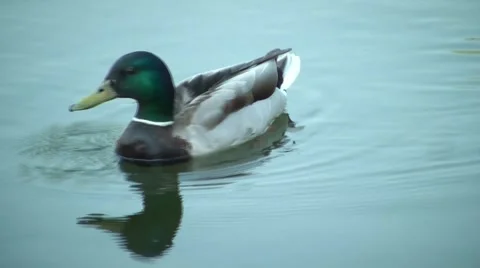 The Duck Swims 2 Stock Footage 5370903