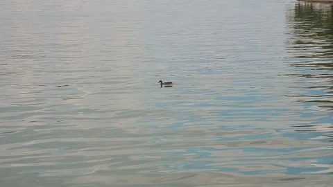 Duck swims and enjoys in a beautiful natural lake Stock Footage 70946653