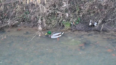 Duck swims on the bank of a small stream Stock Footage 124895935