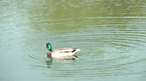 The Duck Swims Stock Footage 5370933