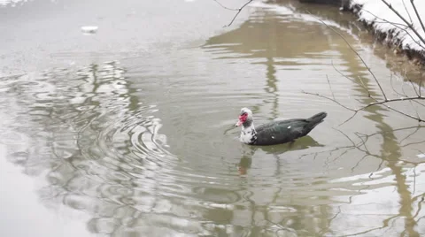 Duck swims Vídeos de archivo 47373848