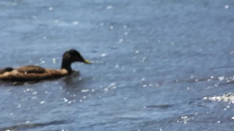 Duck Swims By Stock Footage 52790090