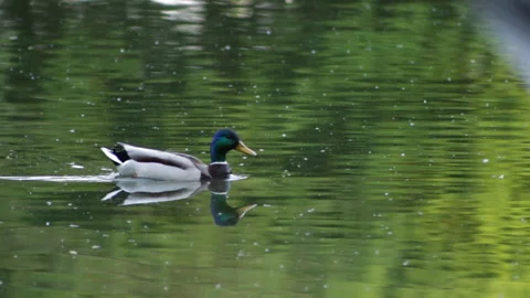 Duck swims Video stock 90375776