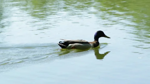 Duck swims Stock Footage 90482650
