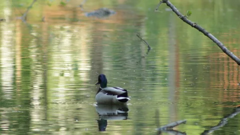 Duck Swims Video stock 90783602