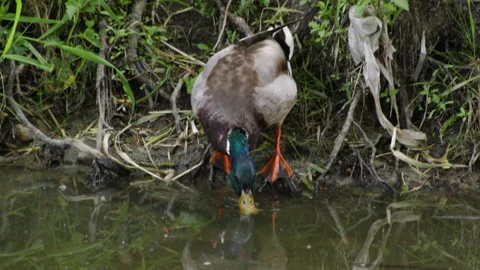 Duck swims 動画素材 91177911
