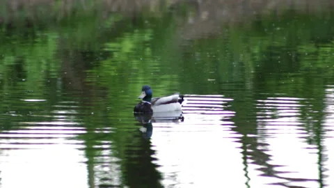 Duck Swims Vidéo 91326609