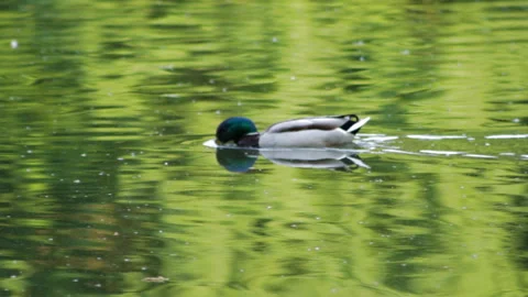 Duck swims Video stock 91737146