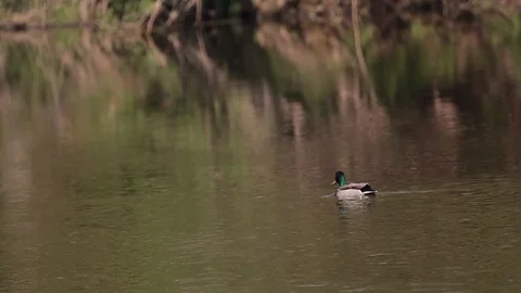 Duck swims Stock Footage 99785393
