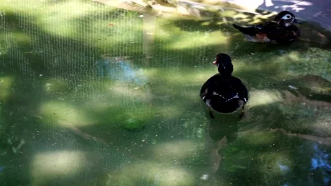 Duck swims Видео 157731646