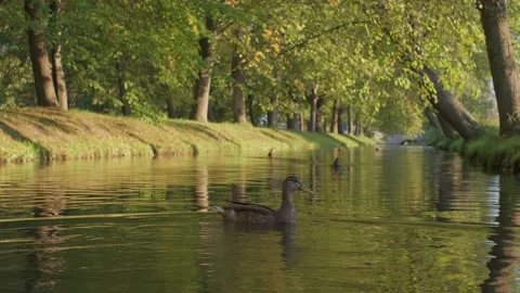 Duck swims in front of the camera, selective focus. Stock Footage 159276148