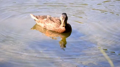 A duck swims in the lake Stock-Footage 48581204