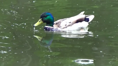 The duck swims on the lake Stock Footage 77209400