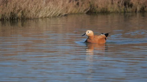 Duck swims on the lake Stock Footage 126005306