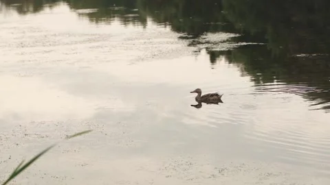 Duck swims in the lake Stock Footage 168174876