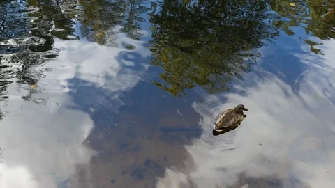 Duck swims in a lake with sky reflection Video stock 123672576