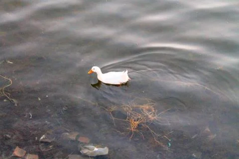 Duck swims Stock Photos
