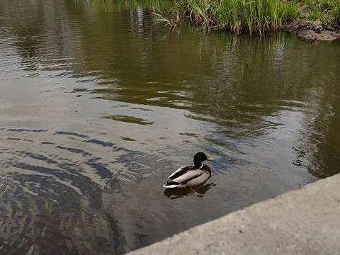 The duck swims Stock Photos