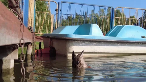 Duck swims in the pond 2 動画素材 159725625