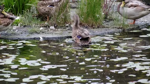 The duck swims in the pond, climbs onto the platform Stock Footage 160813976