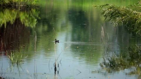 Duck swims on the pond Stock Footage 92996034