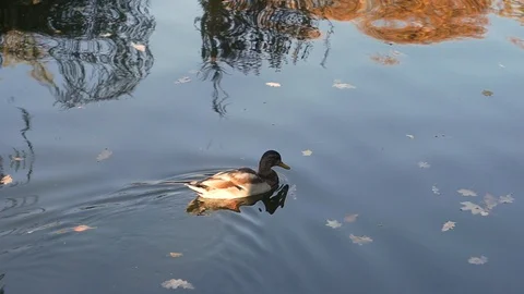 A duck swims on the pond. Stock Footage 98312033