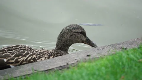 Duck swims in a pond Stock Footage 132436144